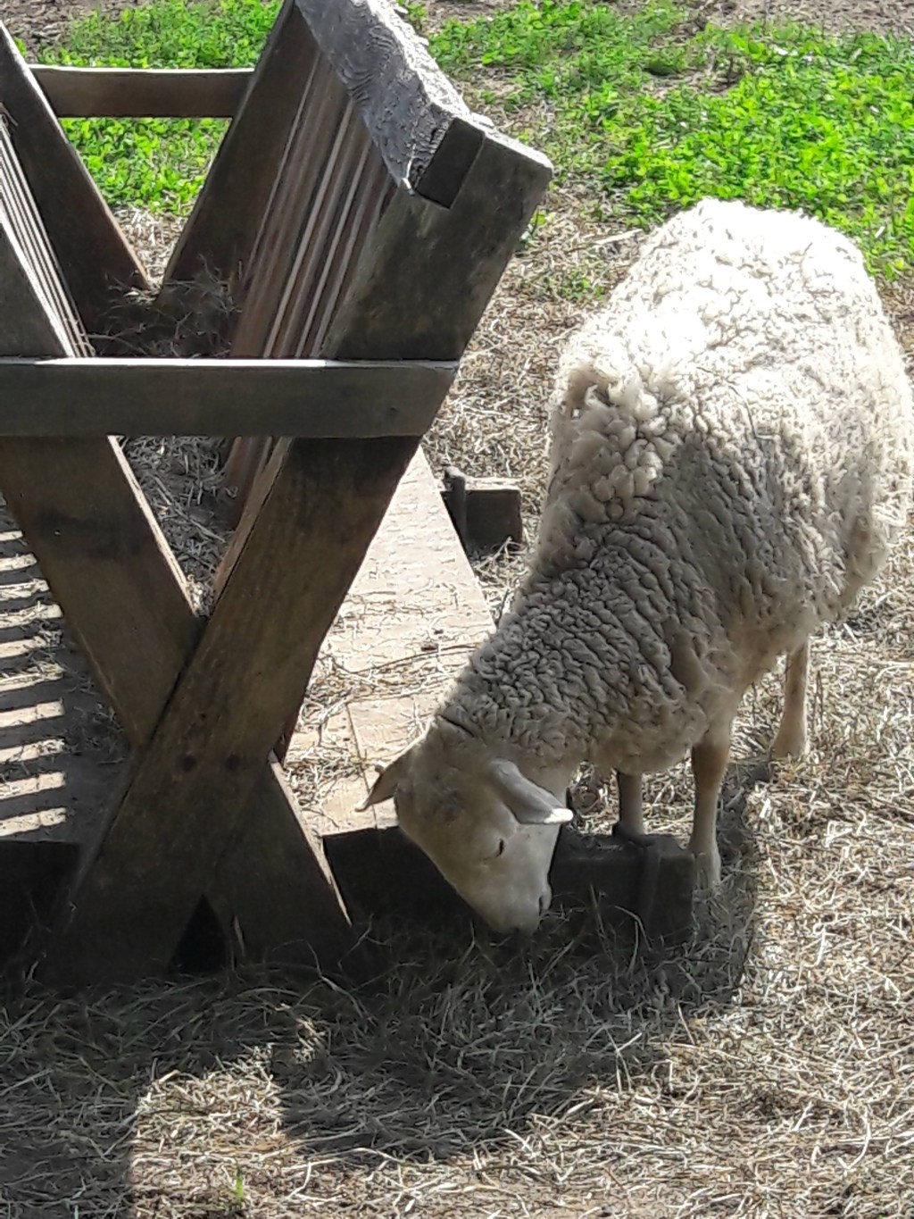 Worthy Is the&nbsp;Lamb